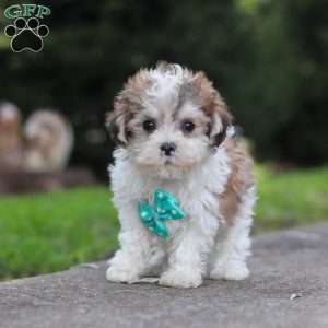 Kobe, Maltipoo Puppy